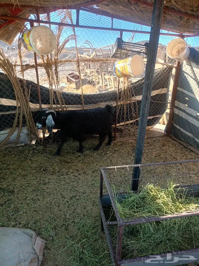 عنز عارضيه 1