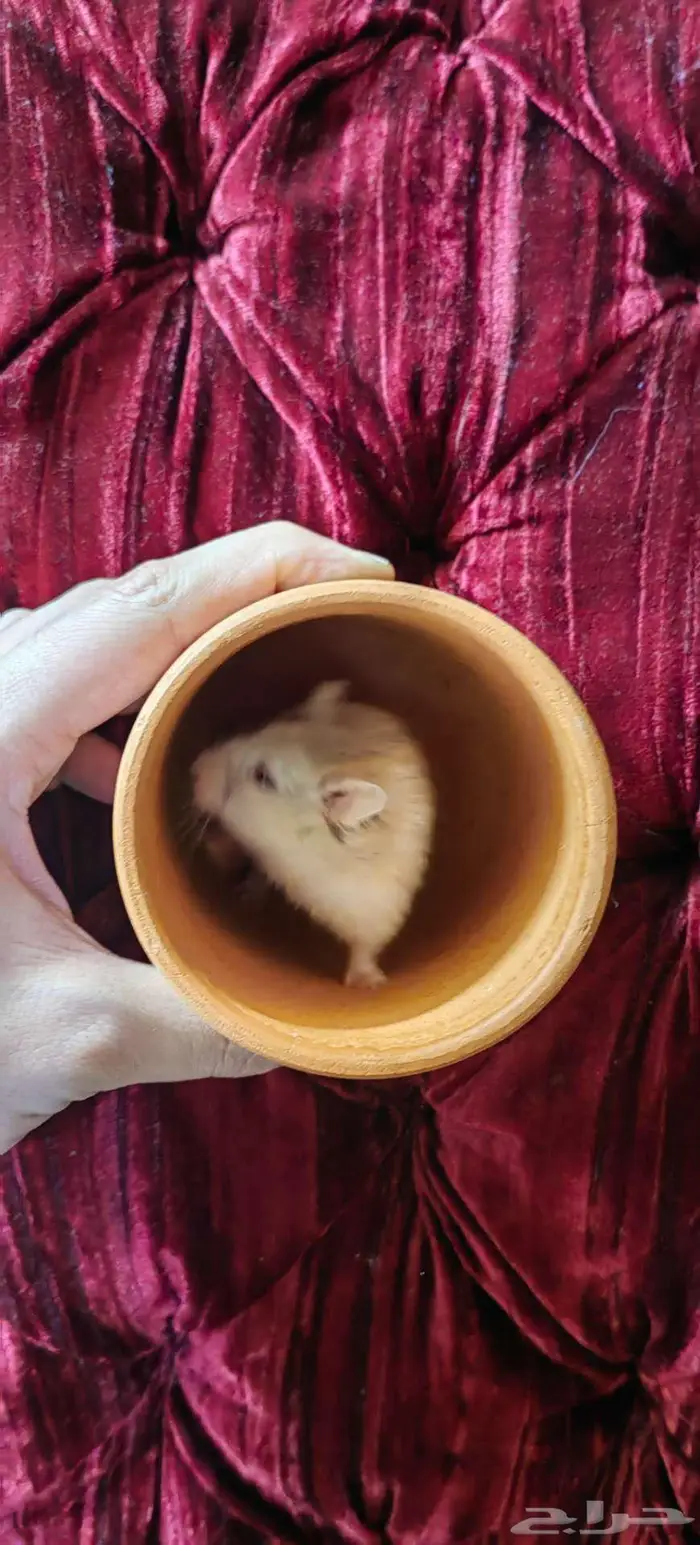 هامستر ونتر وايت 2