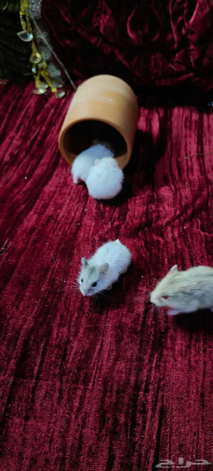 هامستر ونتر وايت 7