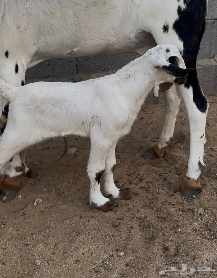 تيس بيشي اصيل 5