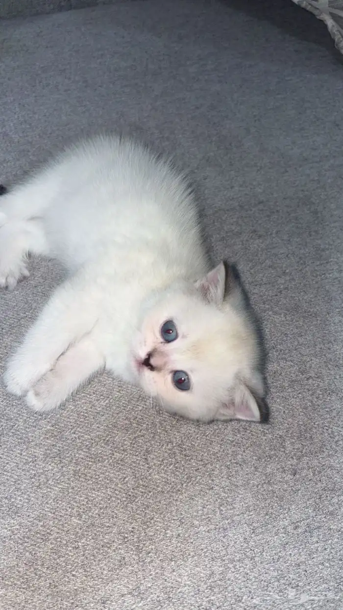 قطط إناث صغيره سكوتش ستريت بأقل الأسعار 5