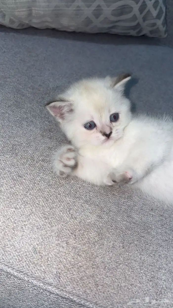 قطط إناث صغيره سكوتش ستريت بأقل الأسعار 6