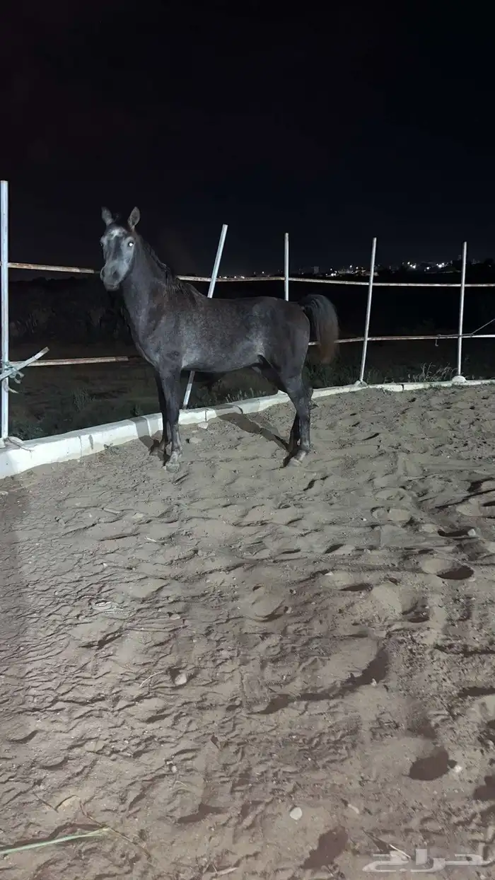 مهر معسوف للبيع 1