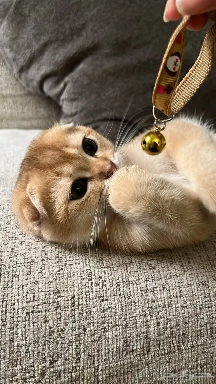 سكوتش فولد تربل بيور شهرين 5