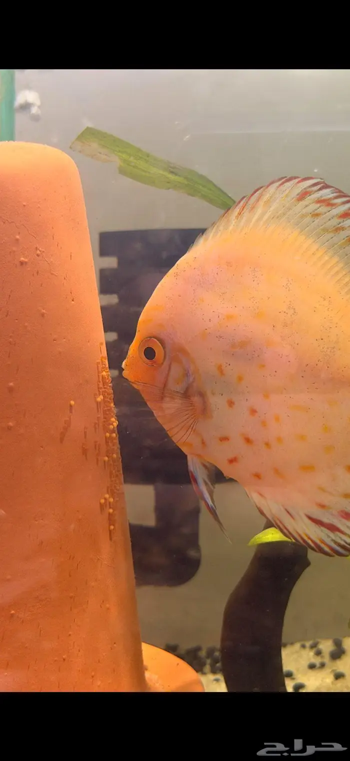 زوج دسكس منتج فلور مستوي شامبيون شانا 0