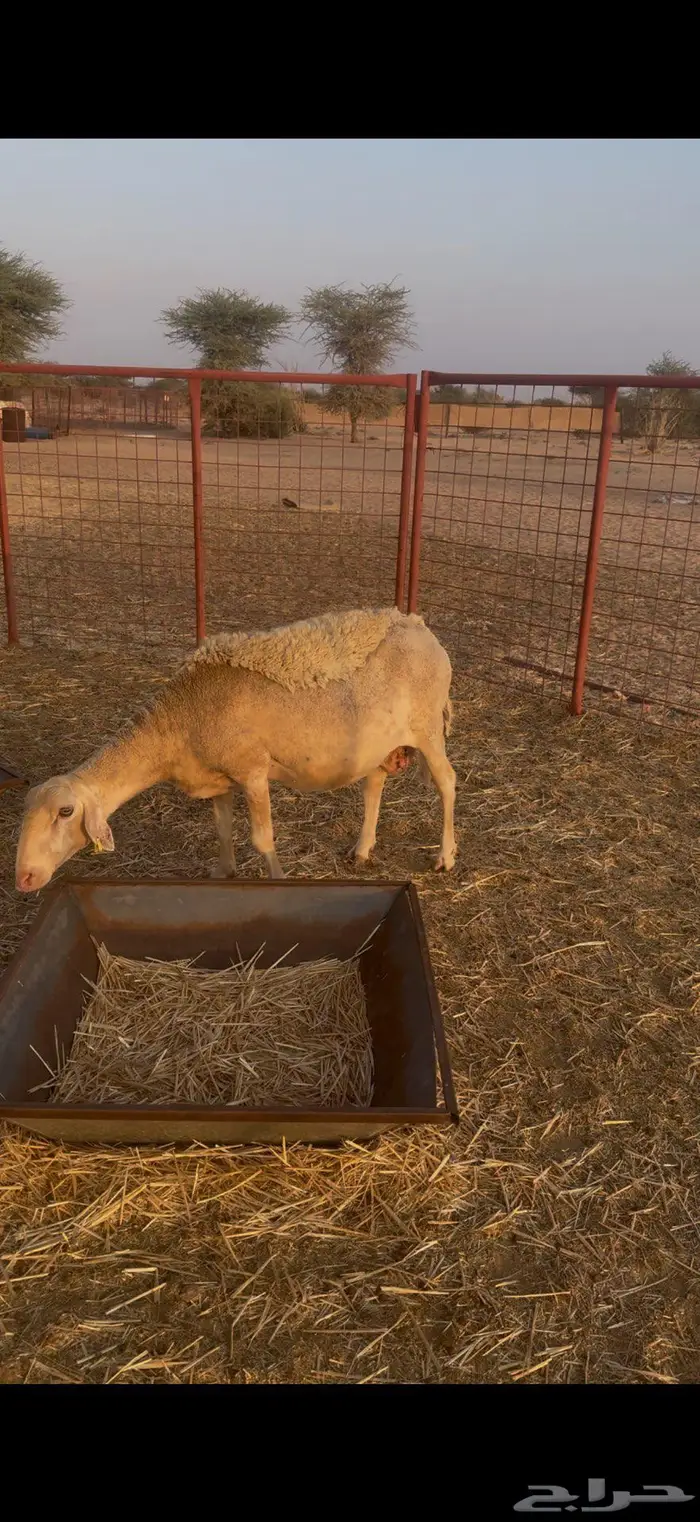 نعجه رومانيه 2