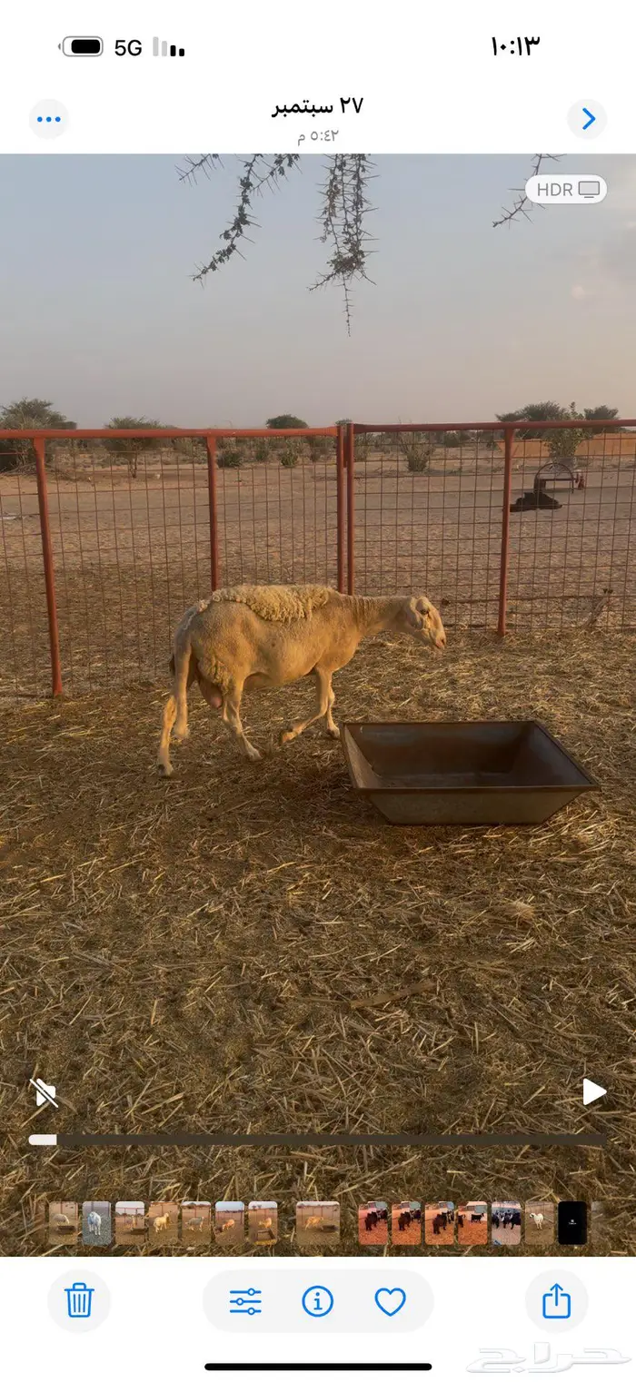 نعجه رومانيه 1