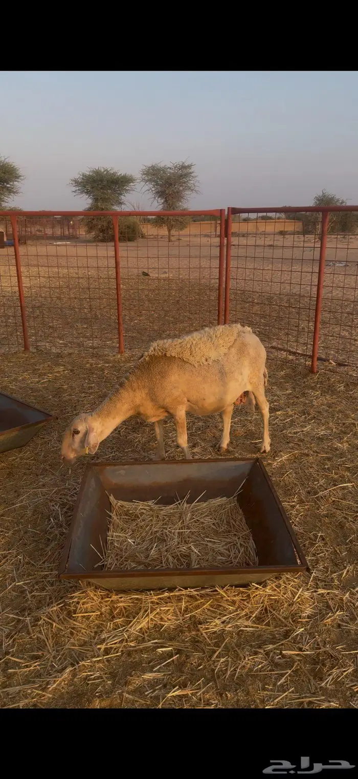 نعجه رومانيه 3