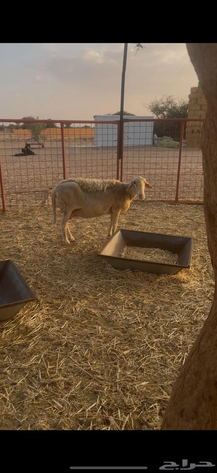 نعجه رومانيه 0