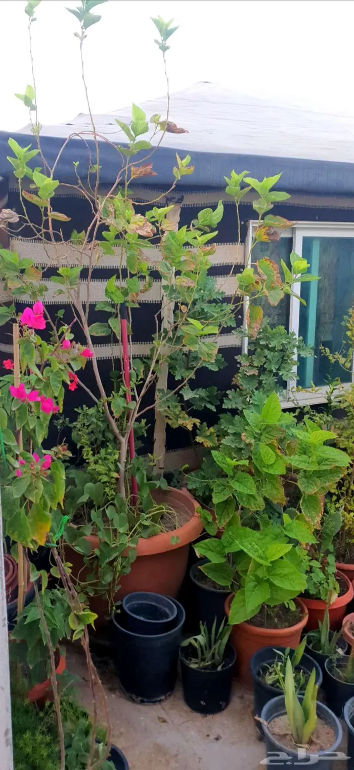 نباتات واشجار وشتلات زراعيه للبيع متنوعة البيع كامل 11