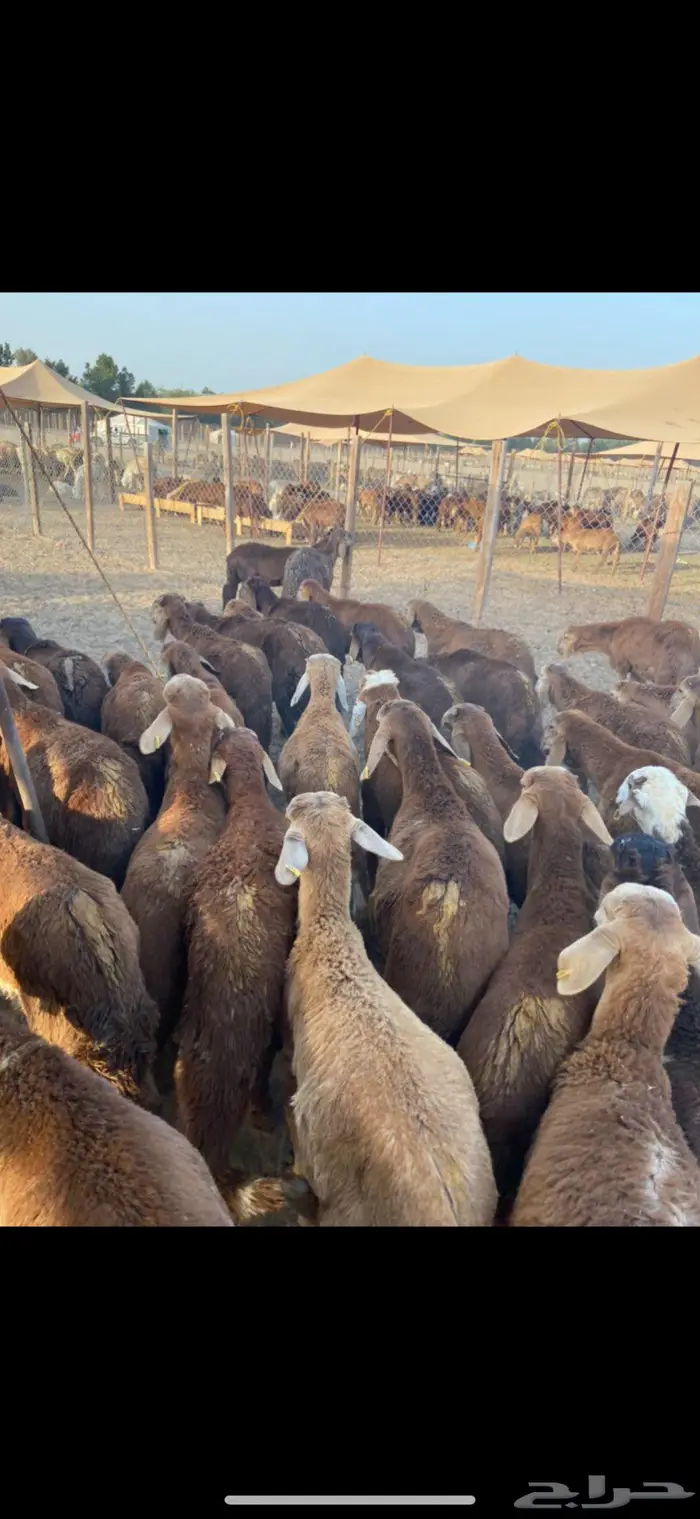 طليان سواكن حمر 680 1