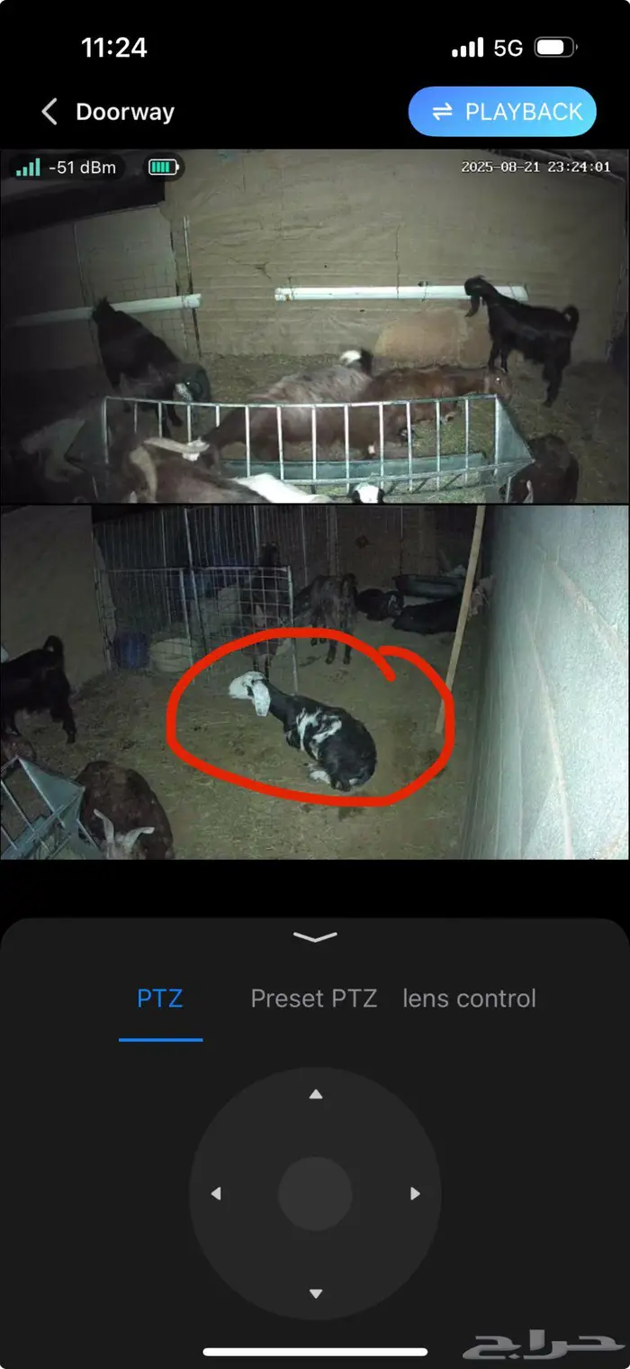 معزا مضاريع 1