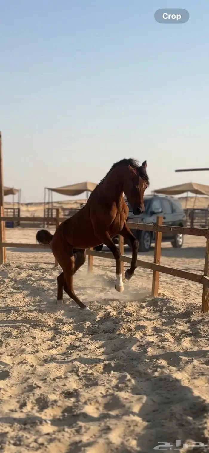 حصان شعبي للبيع 1