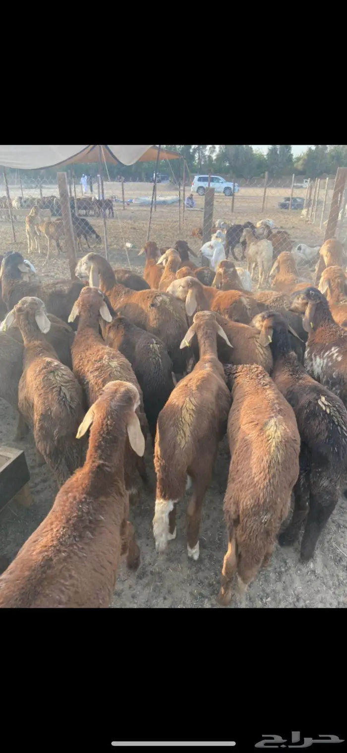 طليان سواكن حمر 680 2