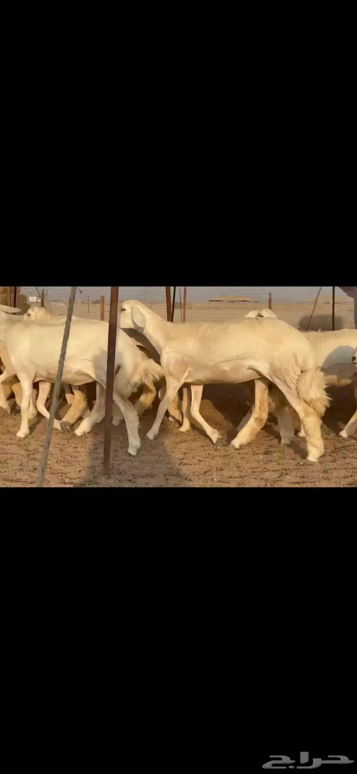 رخال فواخر للبيع 1