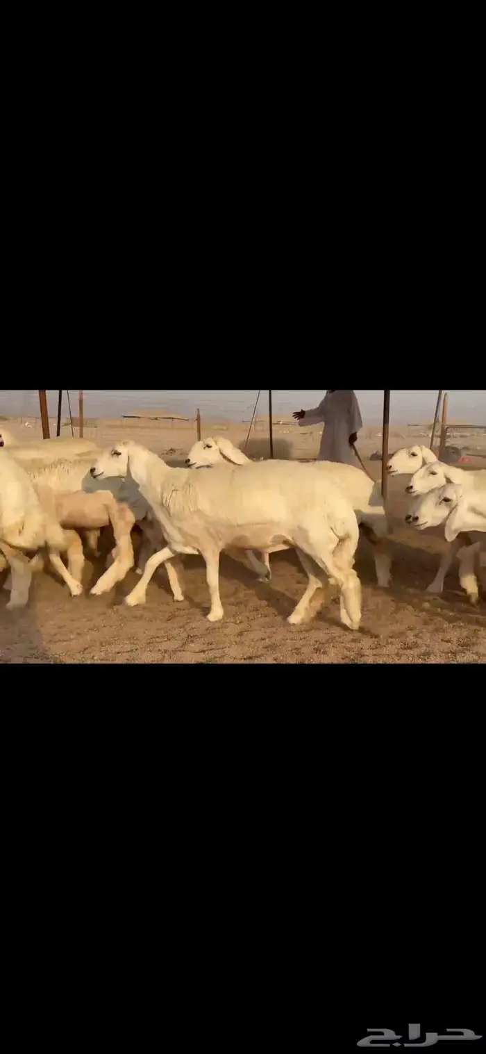 رخال فواخر للبيع 0