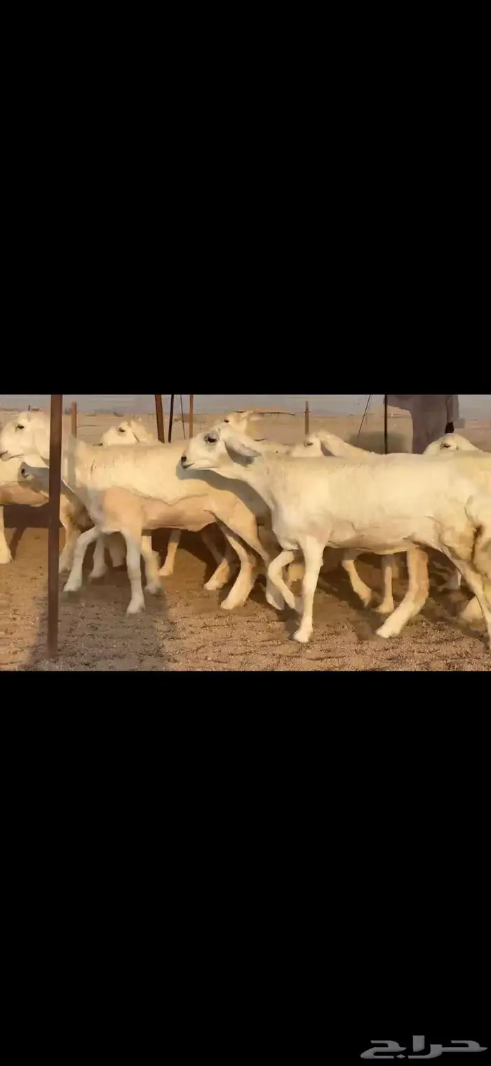 رخال فواخر للبيع 3