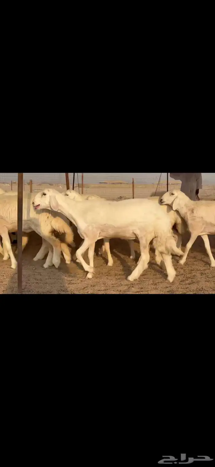 رخال فواخر للبيع 2