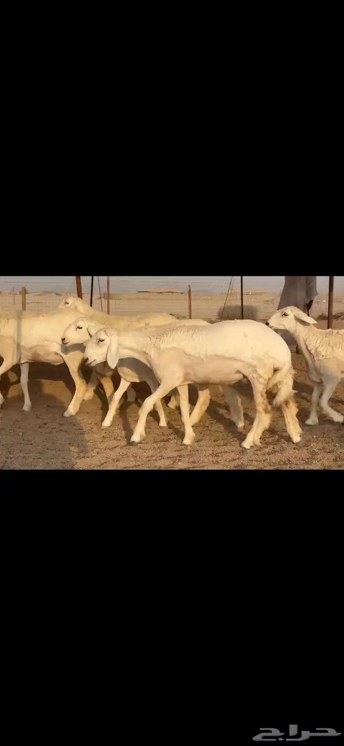 رخال فواخر للبيع 4