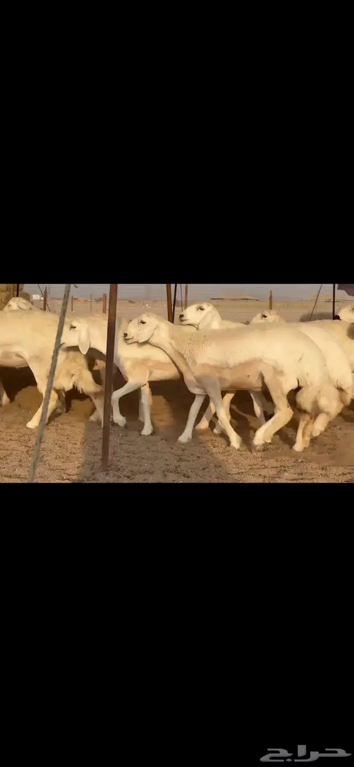 رخال فواخر للبيع 6