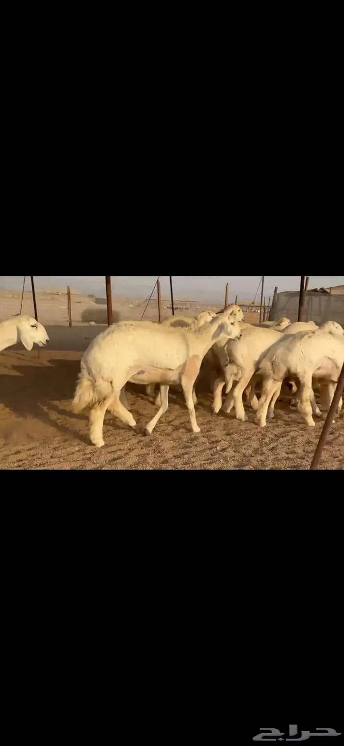 رخال فواخر للبيع 5