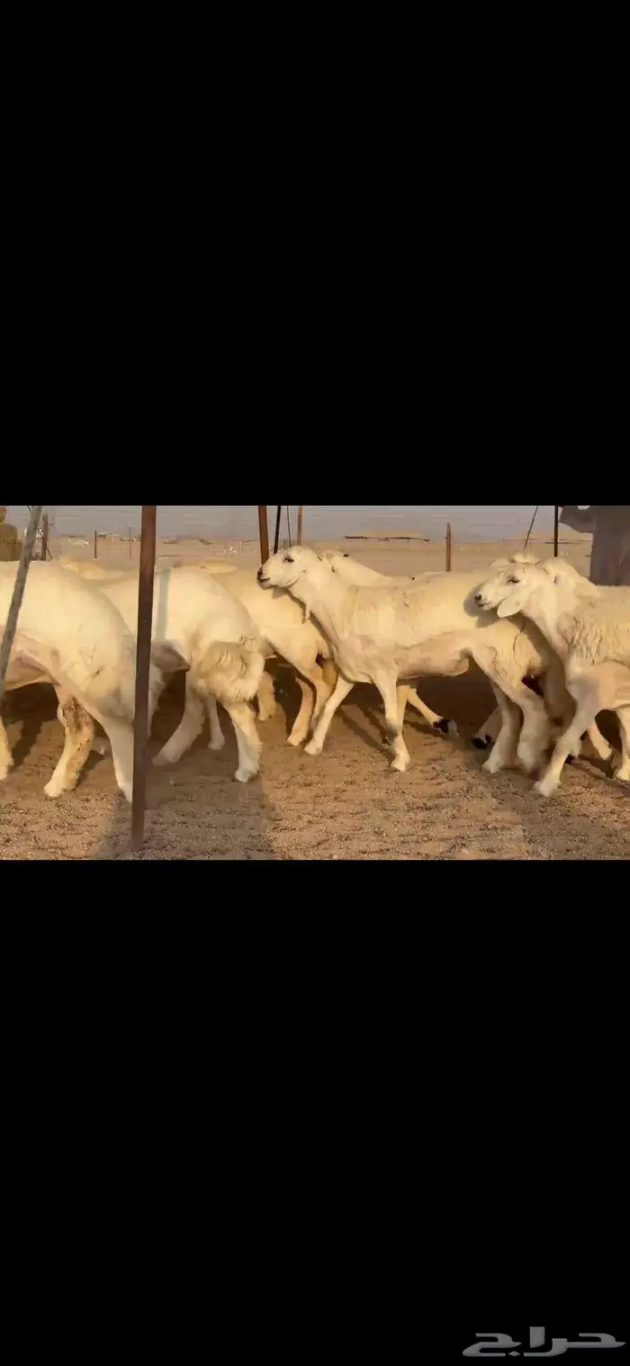 رخال فواخر للبيع 8