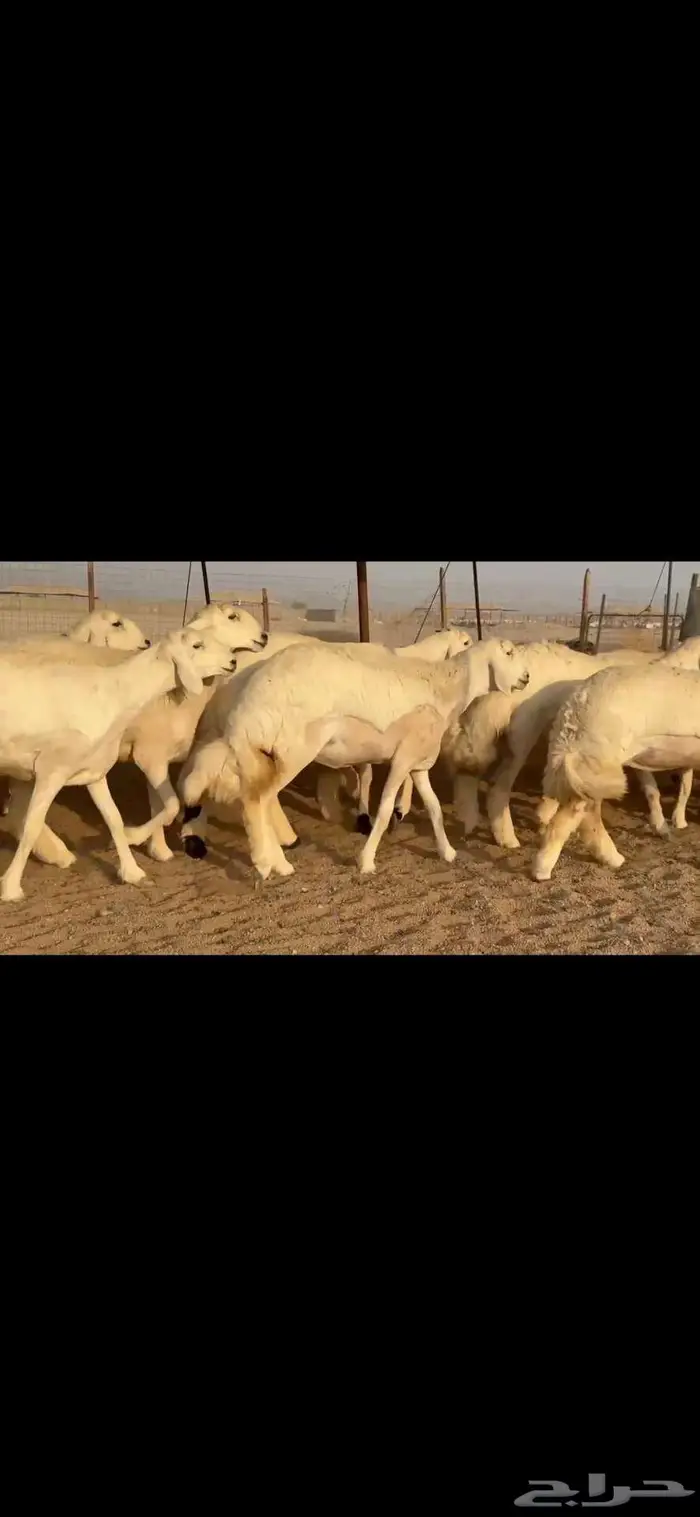 رخال فواخر للبيع 9