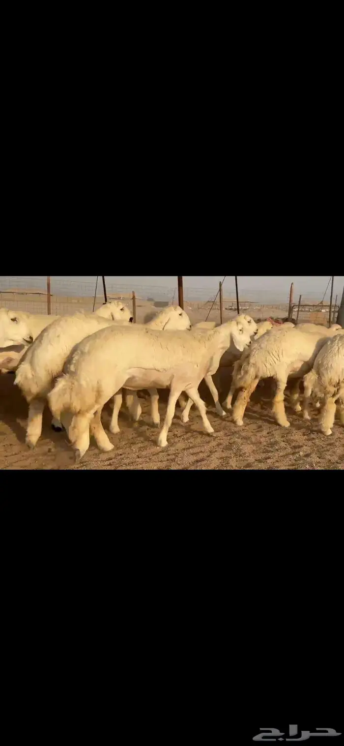 رخال فواخر للبيع 10