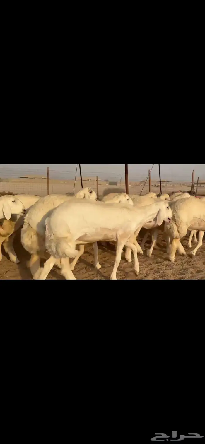 رخال فواخر للبيع 11