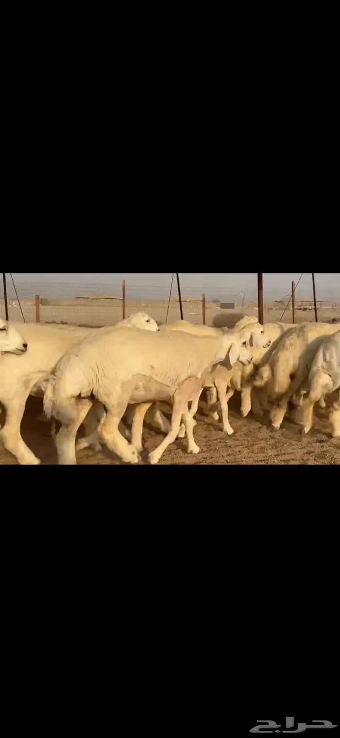 رخال فواخر للبيع 12