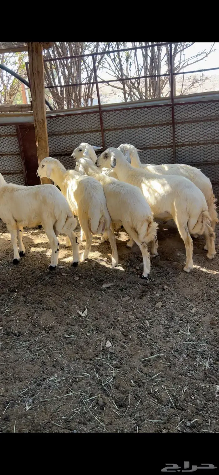 خرفان للبيع 0