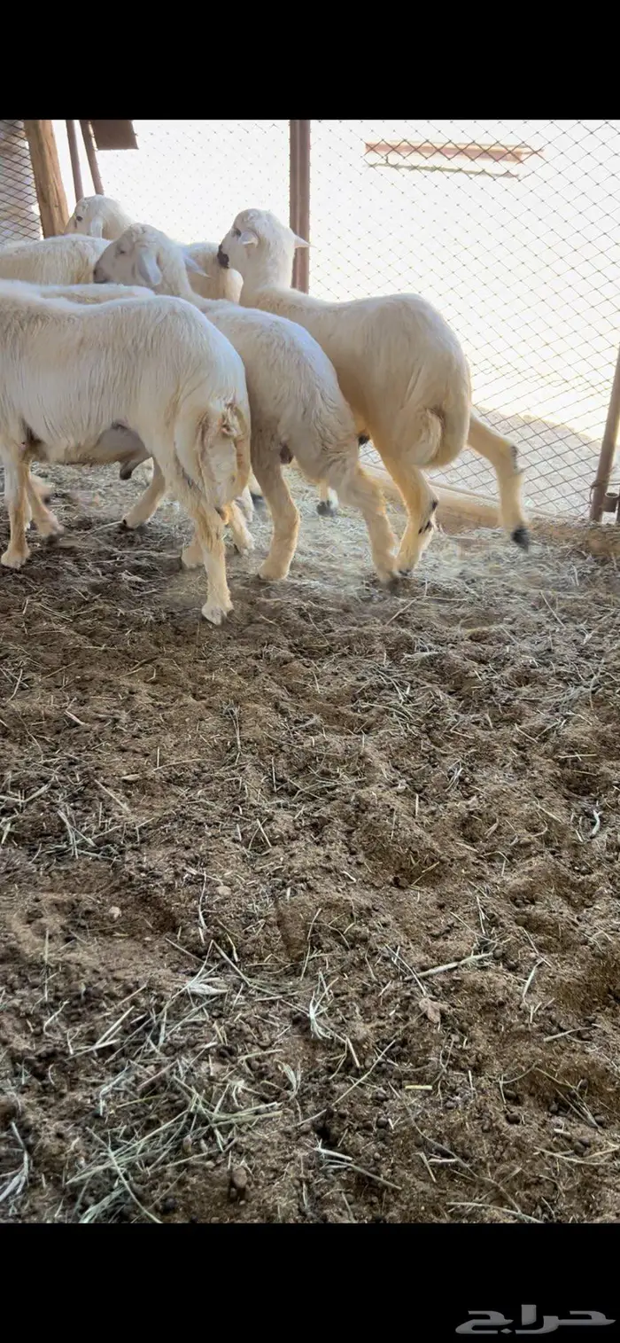 خرفان للبيع 3