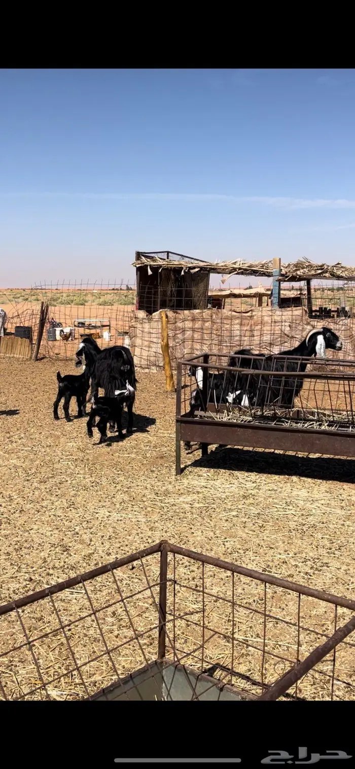 معزا عوارض 3 يتبعها 5 0