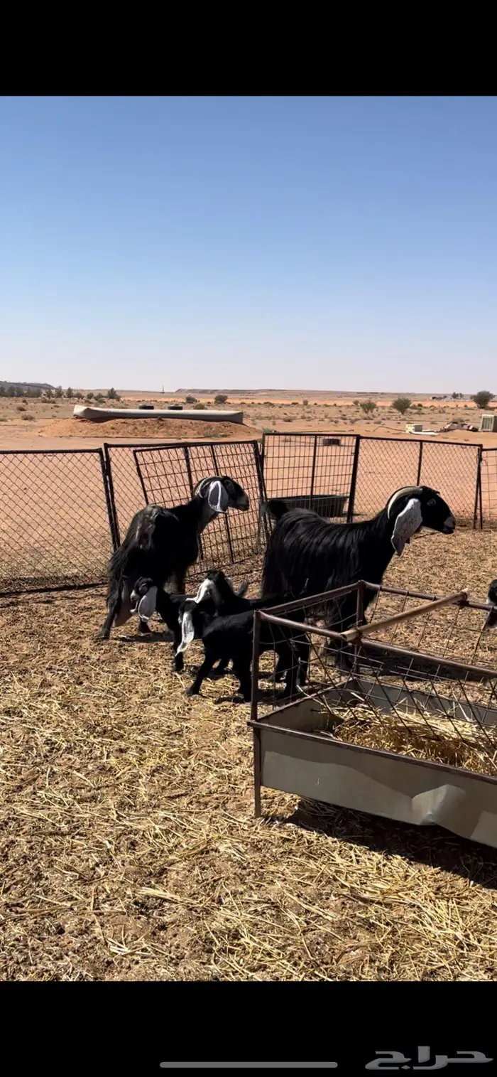 معزا عوارض 3 يتبعها 5 3