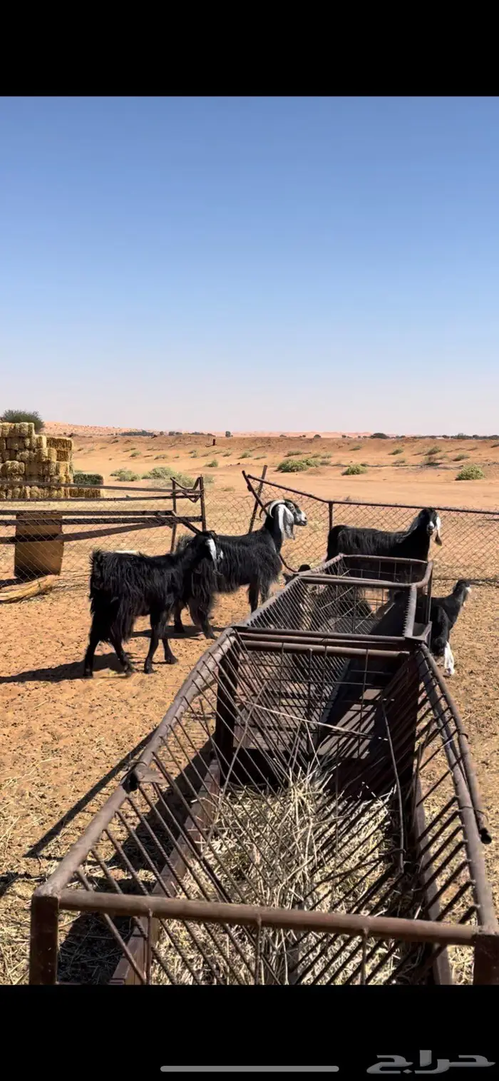 معزا عوارض 3 يتبعها 5 1