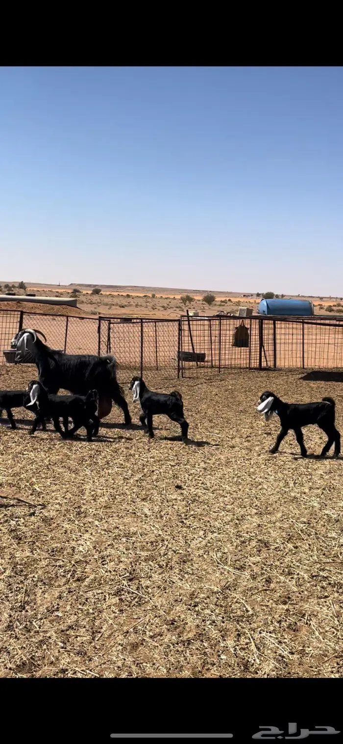 معزا عوارض 3 يتبعها 5 2