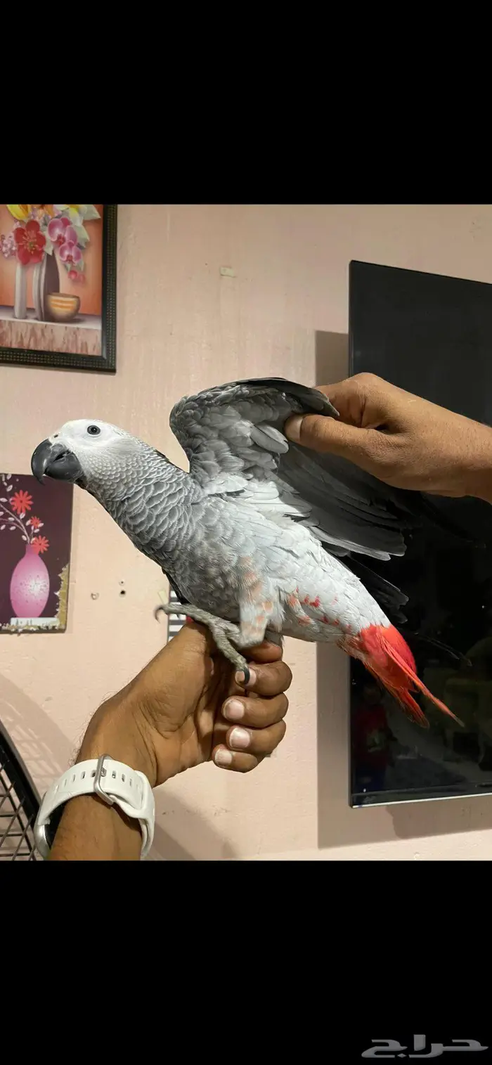 للبيع فرخ كاسكو كونغو 0