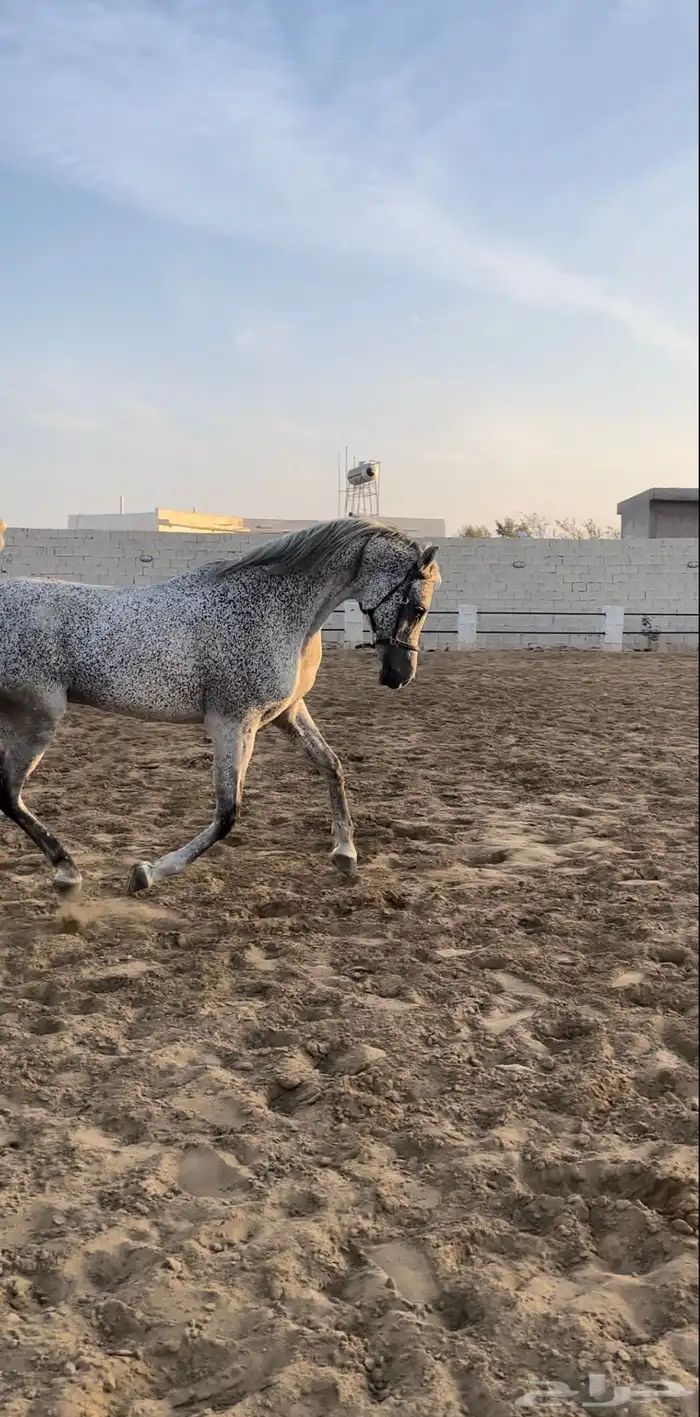 حصان مكس للبيع 6