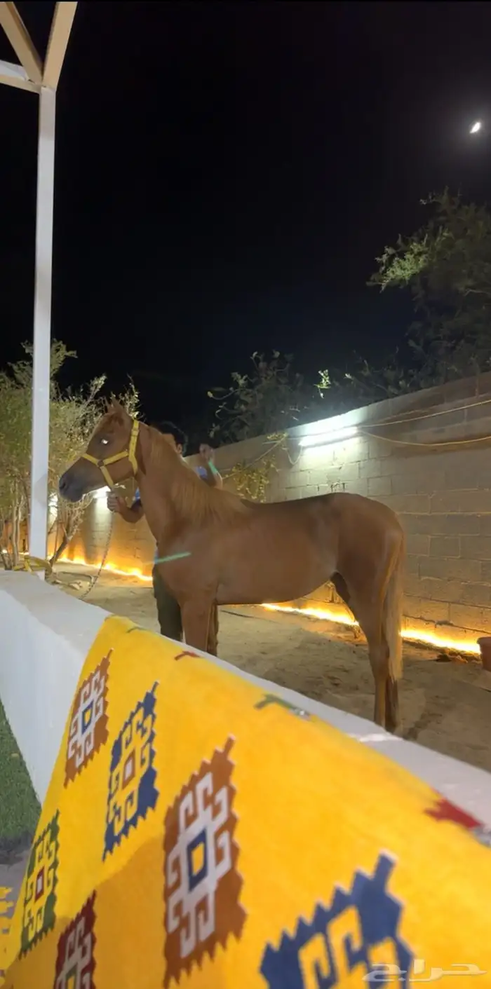 مهره شعبيه كفو 3