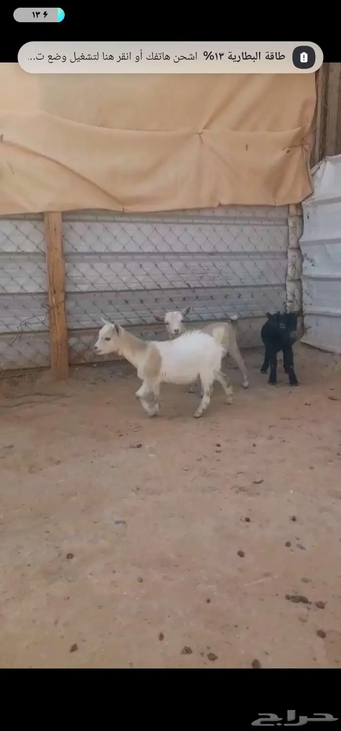 للبيع ماعز قزم احجام صغيرة مميزة 1