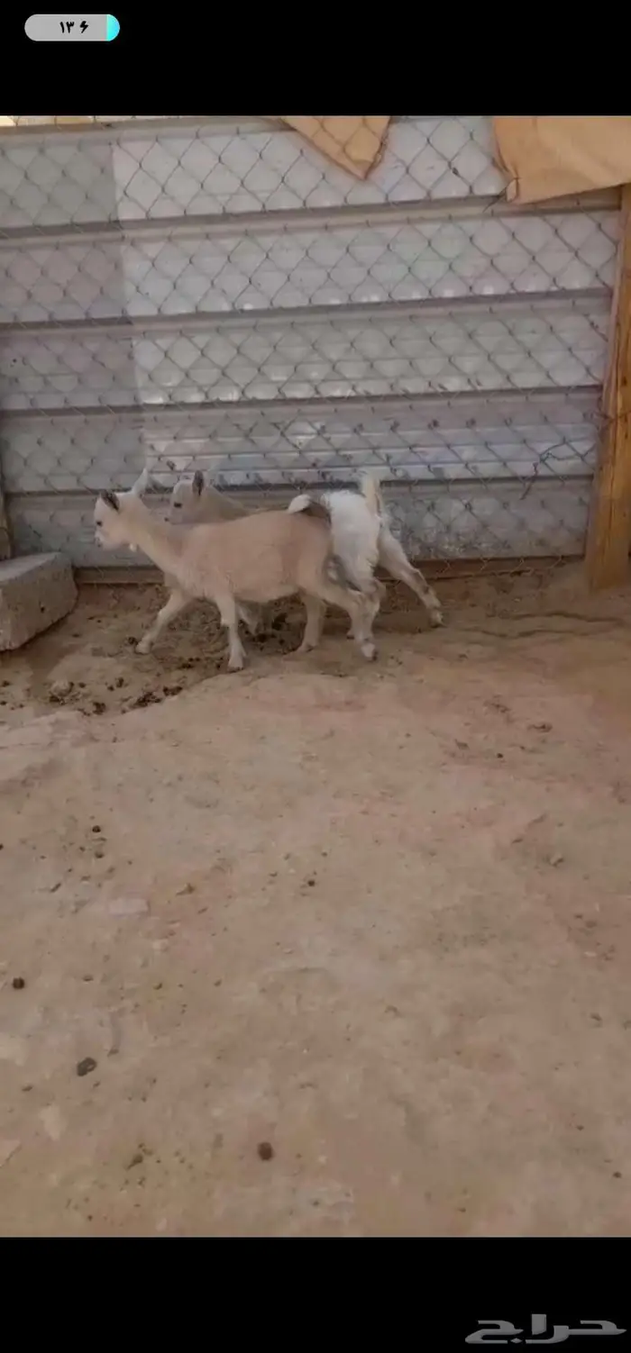 للبيع ماعز قزم احجام صغيرة مميزة 0
