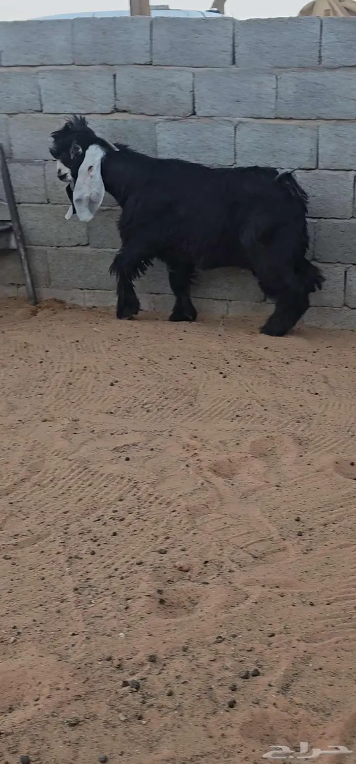 جذع عارضي جرم 0