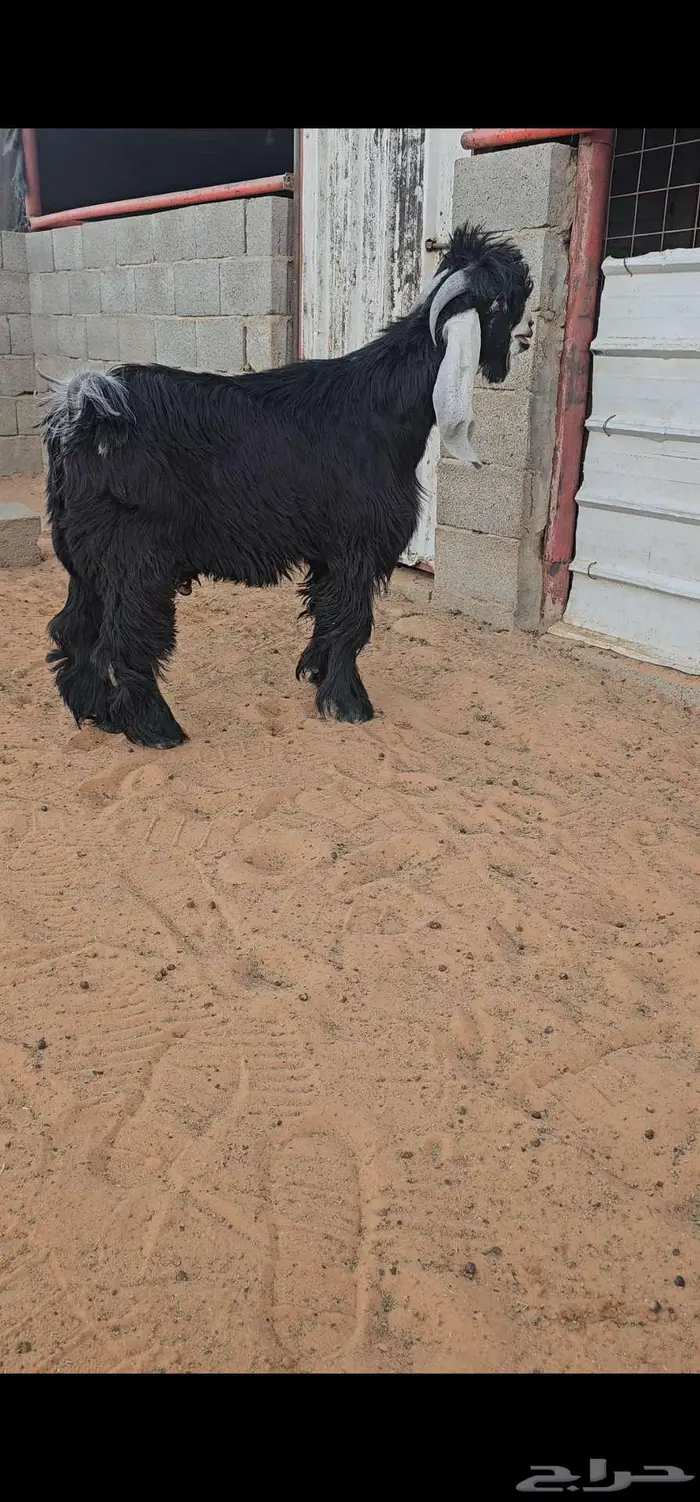 جذع عارضي جرم 5