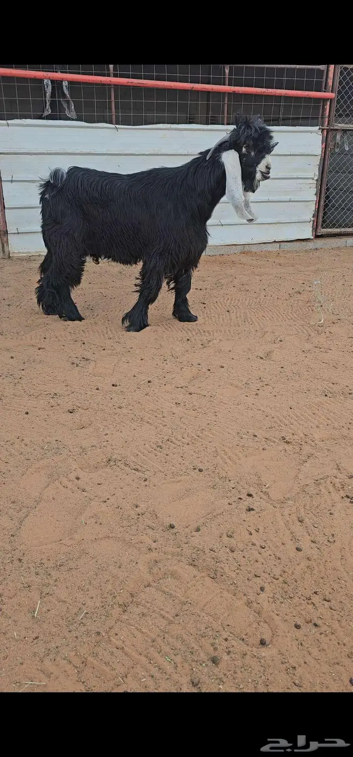 جذع عارضي جرم 4