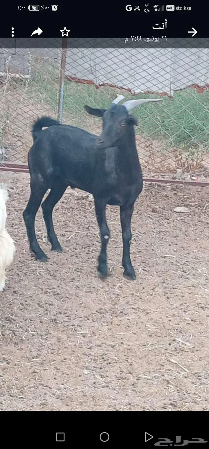 ذبائح حنيذ مندي عربي سليق كوزي مديني كابلي بخاري 18