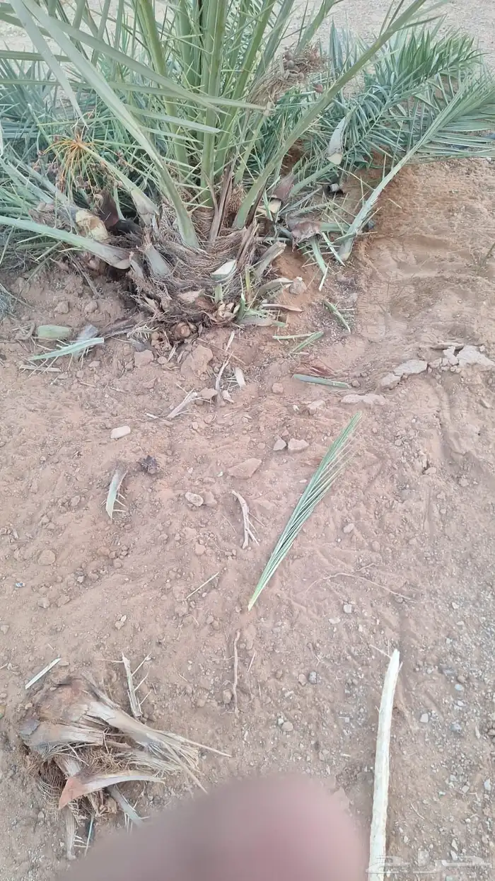 العنوان شقراء 7