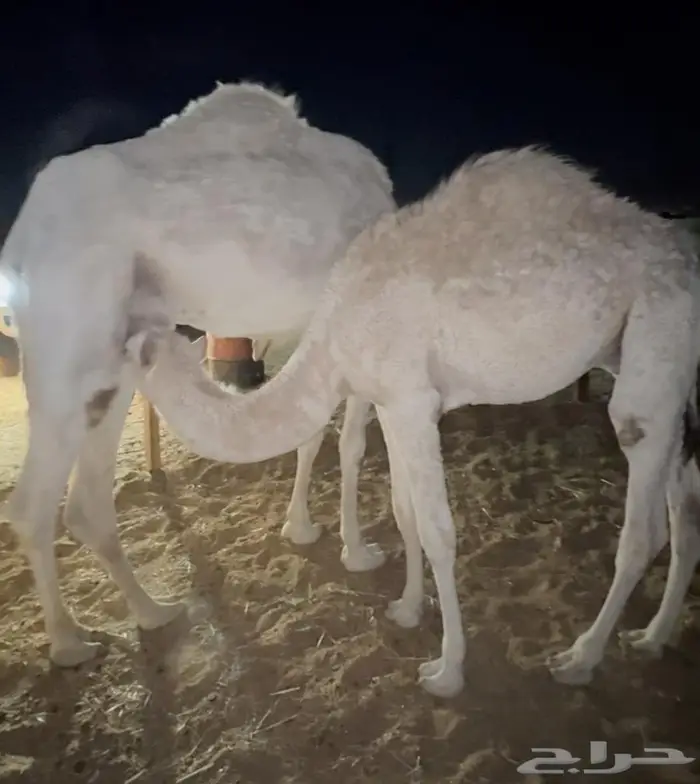 حاشي لباني طيب 1