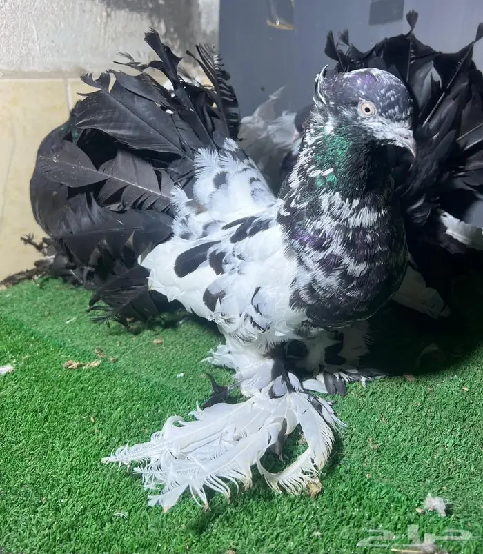 زوجين رقاص فواخر 3