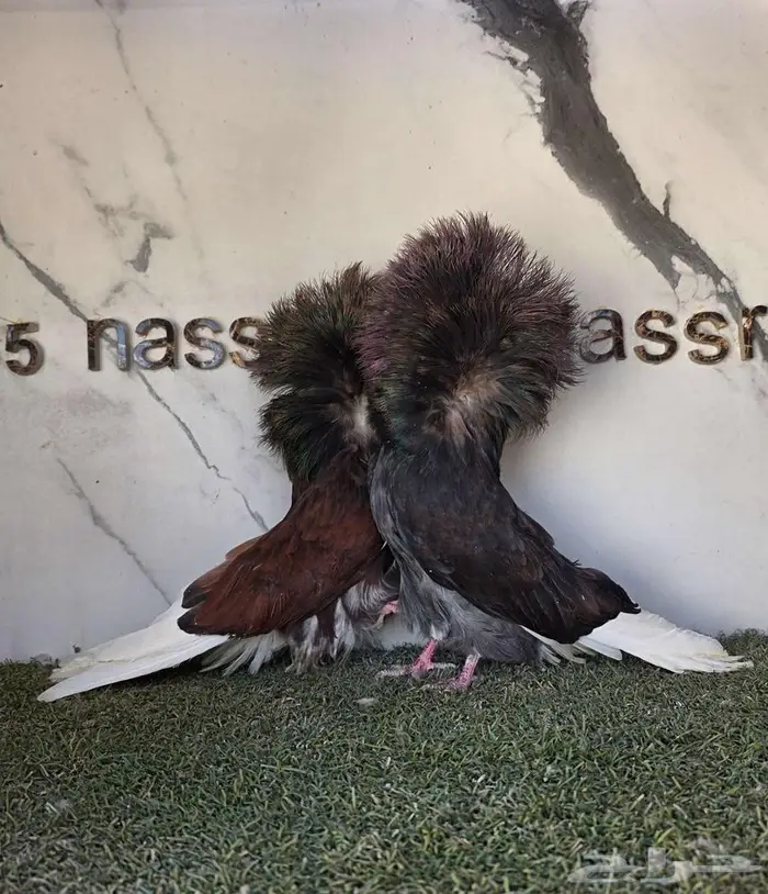 زوج جاكوبين مستوى حلو 7