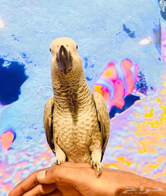 للبيع فرخ كاسكو كونغو 1